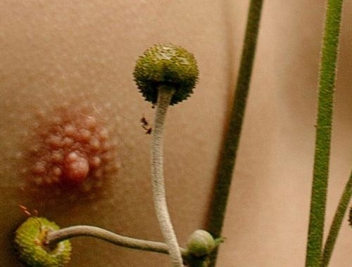 Para vulvas: como escolher meu primeiro sextoy? parte I