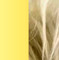 Cor Dourado com Degrade Bege