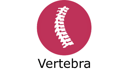 Vertebra