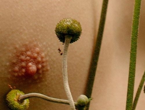 Para vulvas: como escolher meu primeiro sextoy? parte I